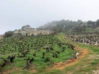 Wanderung zwischen Weinreben
