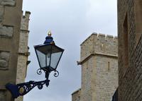 Idylle im Tower of London 