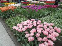 Keukenhof