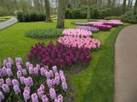 Keukenhof