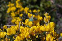Schmetterling Desert des Agriates