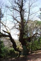 Kastanienbaum