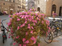 Frühling in Florenz