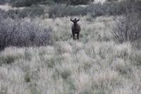 Pirschfahrt in der Kalahari Wüste