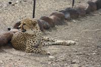 Gepard