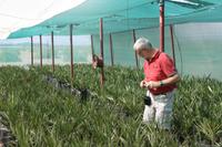 wir bekommen eine exklusive Führung auf der Dattelplantage