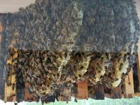 Floriade 2012 in Venlo