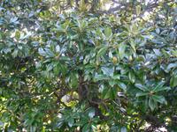 Magnolie in den Vatikanischen Gärten