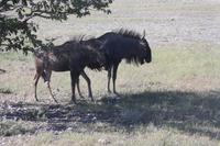 Etosha-Nationalpark