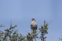 Etosha-Nationalpark
