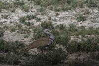 Etosha-Nationalpark