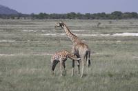 Etosha-Nationalpark
