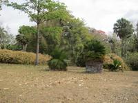 im Bontanischen Garten in Cienfuegos