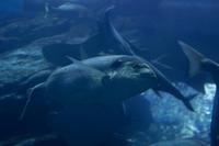 Aquarium in der Dubai Mall (17)