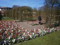 Viele Blumen in voller Blüte