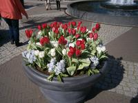 Blumenschale bei den Wasserspielen