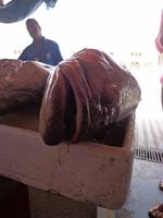 Fischmarkt von Sharjah (1)