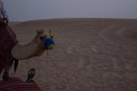 Kamele in der Wüste von Dubai  (7)