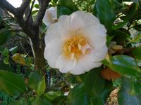 Kamelienpark in Locarno