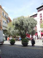 Der älteste Olivenbaum Palmas