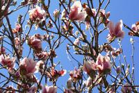 0072 Frühling in Re