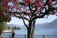 0101 Locarno, Promenade am Lago Maggiore