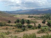 Blick auf Zuckerrohrfelder