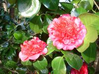 Quinta do Palheiro - Kamelienblüte