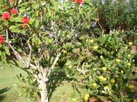 Quinta do Palheiro - Protea