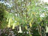 Quinta do Palheiro - Trompetenbaum