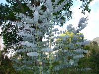 Quinta do Palheiro - Fenchel