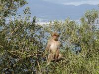 050-Gibraltar-Berberaeffchen