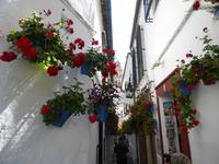 114-Cordoba-Calle_de_Flores