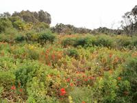 Ggantija Tempel in Xaghra auf Gozo-Frühling auf Gozo