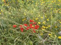 Ggantija Tempel in Xaghra auf Gozo-Frühling auf Gozo