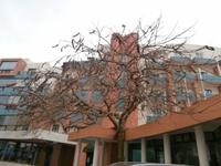 Johanissbrotbaum vorm Hotel-Malta