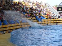 Loro Parque, Puerto de la Cruz, Teneriffa