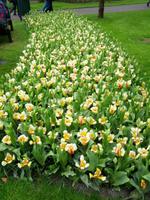 14_Keukenhof