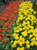 16_Keukenhof