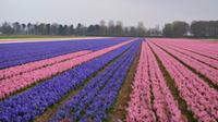 046 Hollands Hyazintenfelder, am Keukenhof