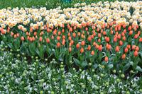 049 Holland, Impressionen im Keukenhof