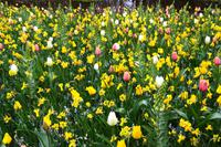 057 Holland, Impressionen im Keukenhof