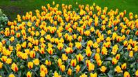 075 Holland, Impressionen im Keukenhof