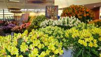 127 Holland, Impressionen im Keukenhof, van Gogh Schau im Oranje Nassau Pavillion