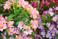 133 Holland, Impressionen im Keukenhof, van Gogh Schau im Oranje Nassau Pavillion