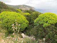 Wolfsmilchgewächse am Lilienkap