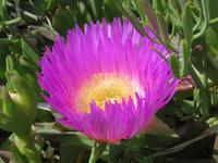 Mittagsblume