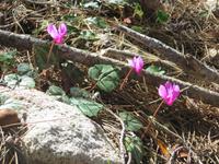 Waldalpenveilchen auf Sardinien
