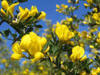Osterblüte auf Sardinien