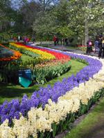 Keukenhof